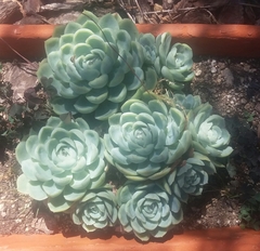 Echeveria elegans