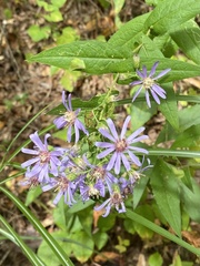 Symphyotrichum phlogifolium