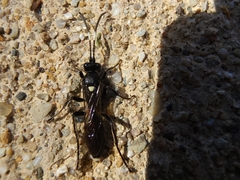 Vulgichneumon