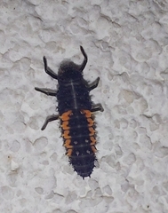Harmonia axyridis