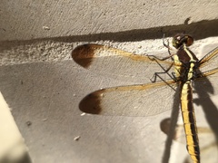 Libellula flavida