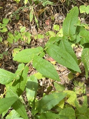 Symphyotrichum phlogifolium