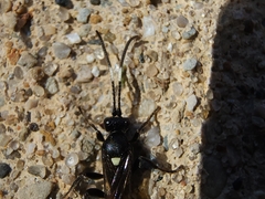 Vulgichneumon