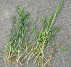 Sclerochloa