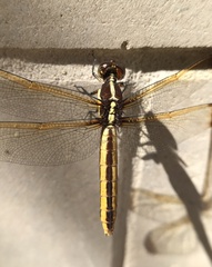 Libellula flavida