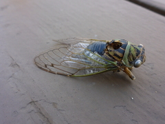 Neotibicen canicularis