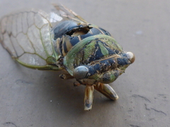 Neotibicen canicularis