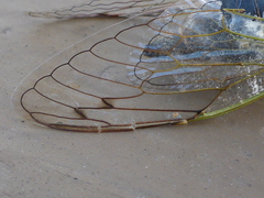 Neotibicen canicularis