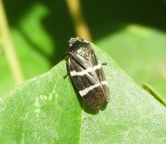 Aeneolamia albofasciata