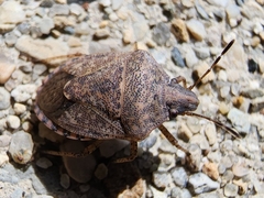Mcphersonarcys aequalis