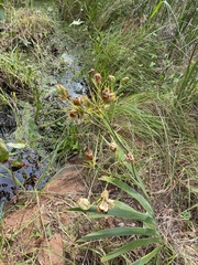 Iris domestica