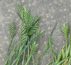 Sclerochloa