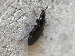 Agonum