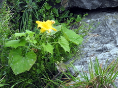Cucurbita maxima