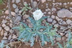 Argemone pleiacantha