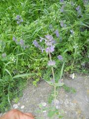 Nepeta racemosa