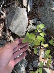 Celtis tenuifolia