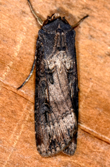 Agrotis ipsilon