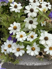 Leucanthemum maximum