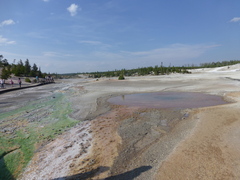 Metallosphaera cuprina