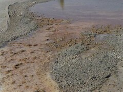 Metallosphaera cuprina