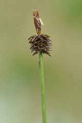 Carex nigricans