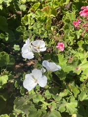 Pelargonium × hybridum