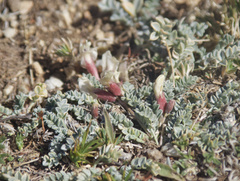 Astragalus platytropis
