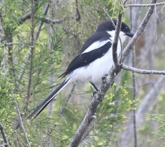 Lanius collaris collaris