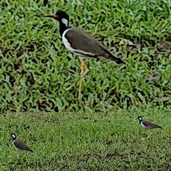 Vanellus indicus atronuchalis