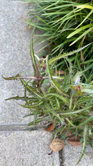 Sonchus arvensis
