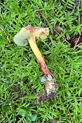 Xerocomellus chrysenteron