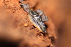 Arion hortensis
