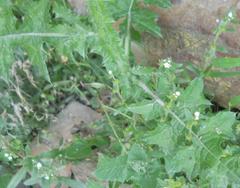 Lithospermum officinale