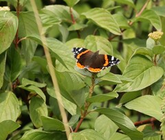 Vanessa atalanta