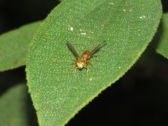 Pseudopolybia difficilis