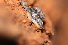 Arion hortensis