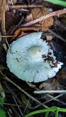 Russula virescens