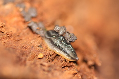 Arion hortensis