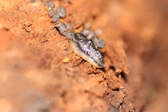 Arion hortensis