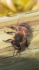 Apis mellifera capensis