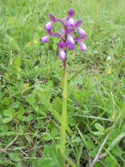 Anacamptis morio caucasica