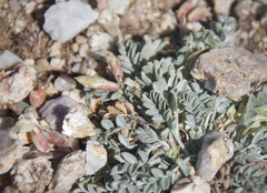 Astragalus platytropis