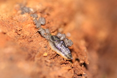 Arion hortensis