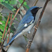 Black-throated Blue Warbler - Photo (c) Jerry Oldenettel, some rights reserved (CC BY-NC-SA)