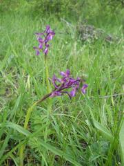 Anacamptis morio caucasica