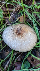 Agaricus sylvaticus