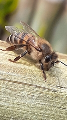 Apis mellifera capensis