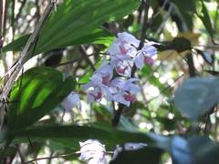 Aganisia cyanea