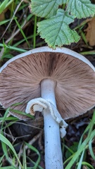 Agaricus sylvaticus